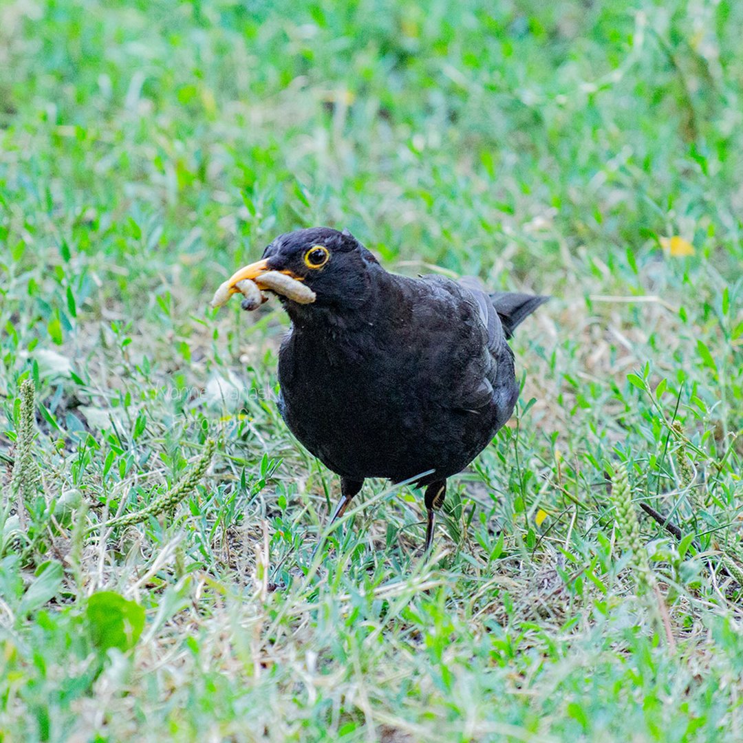 Amsel mit Raupen