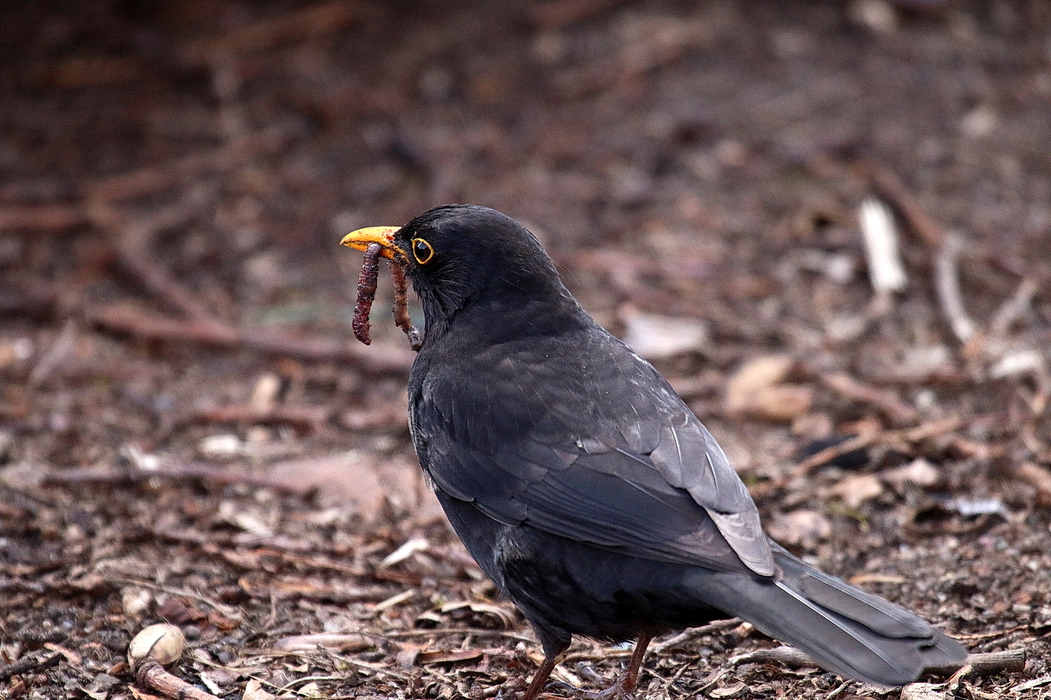 Amsel mit Regenwurm