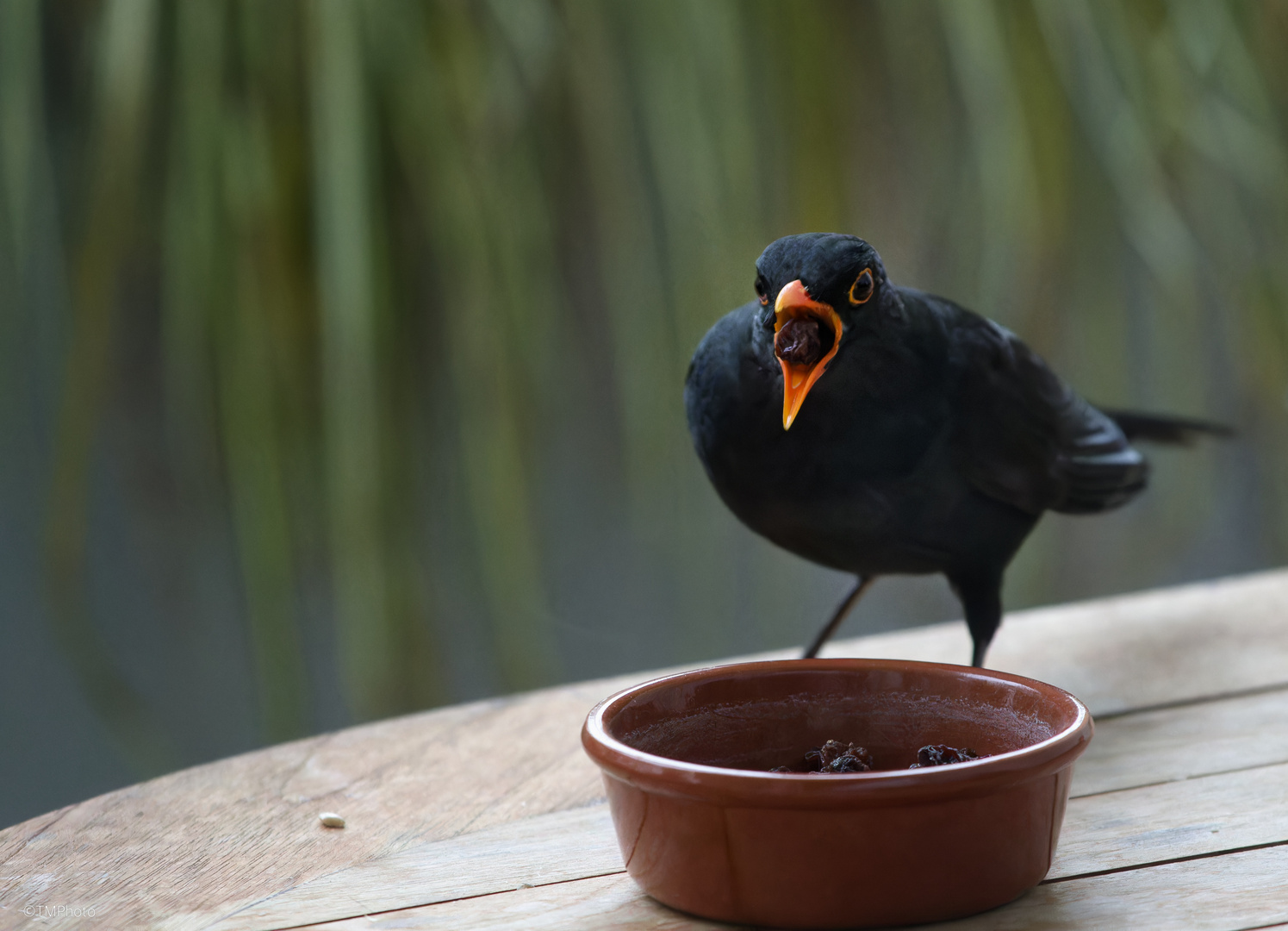 Amsel mit Rosine