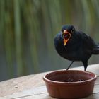 Amsel mit Rosine