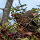 Amsel mit roter Beere