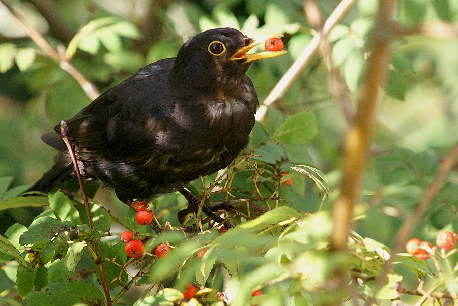 Amsel mit Vogelbeere