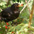 Amsel mit Vogelbeere