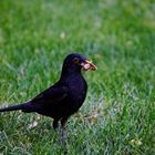 Amsel mit vollem Schnabel