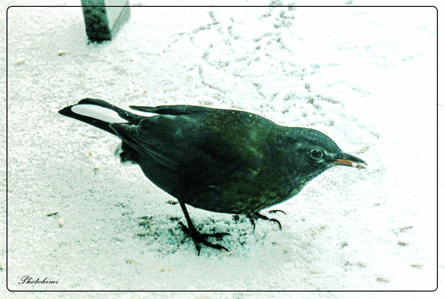 Amsel mit weißer Schwanzfeder... 