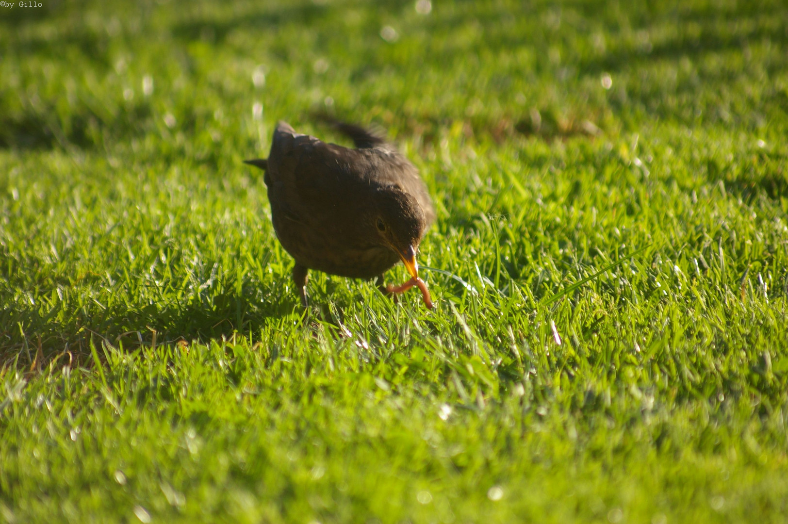 Amsel mit Wurm