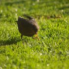 Amsel mit Wurm