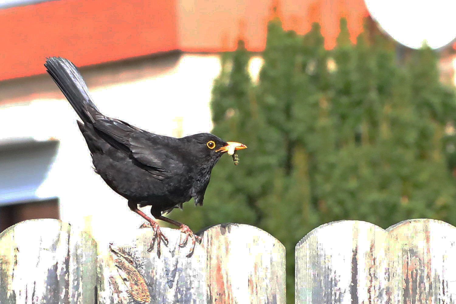 Amsel mit Wurm