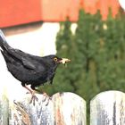 Amsel mit Wurm