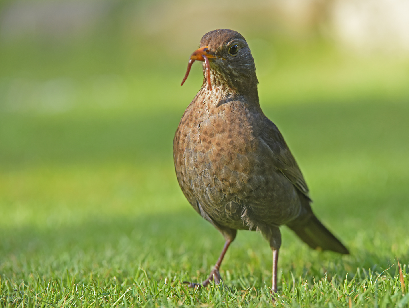 Amsel mit Wurm