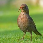 Amsel mit Wurm