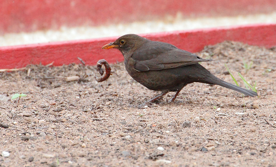 Amsel mit Wurm