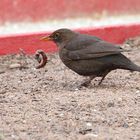 Amsel mit Wurm