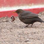 Amsel mit Wurm