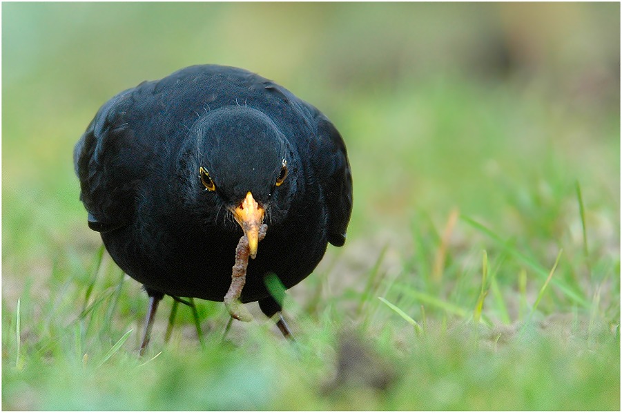 Amsel mit Wurm