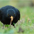 Amsel mit Wurm