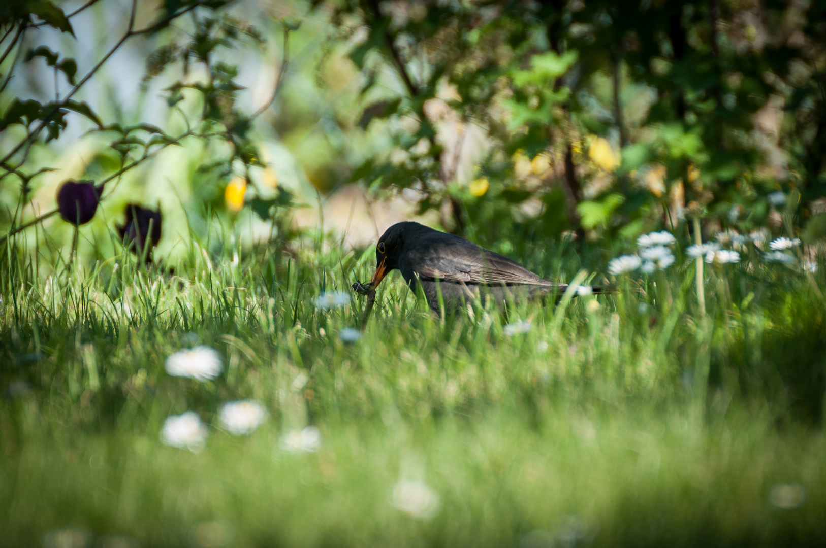 Amsel mit Wurm