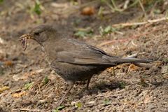 Amsel mit Wurm