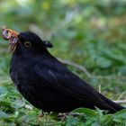 Amsel mit wurmiger Mahlzeit