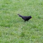 Amsel na nu