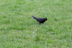 Amsel na nu