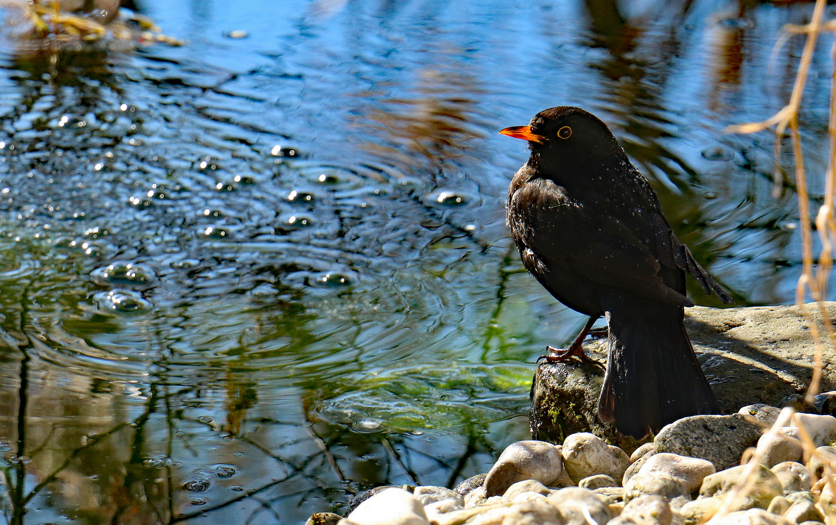 Amsel nach dem ersten Bad