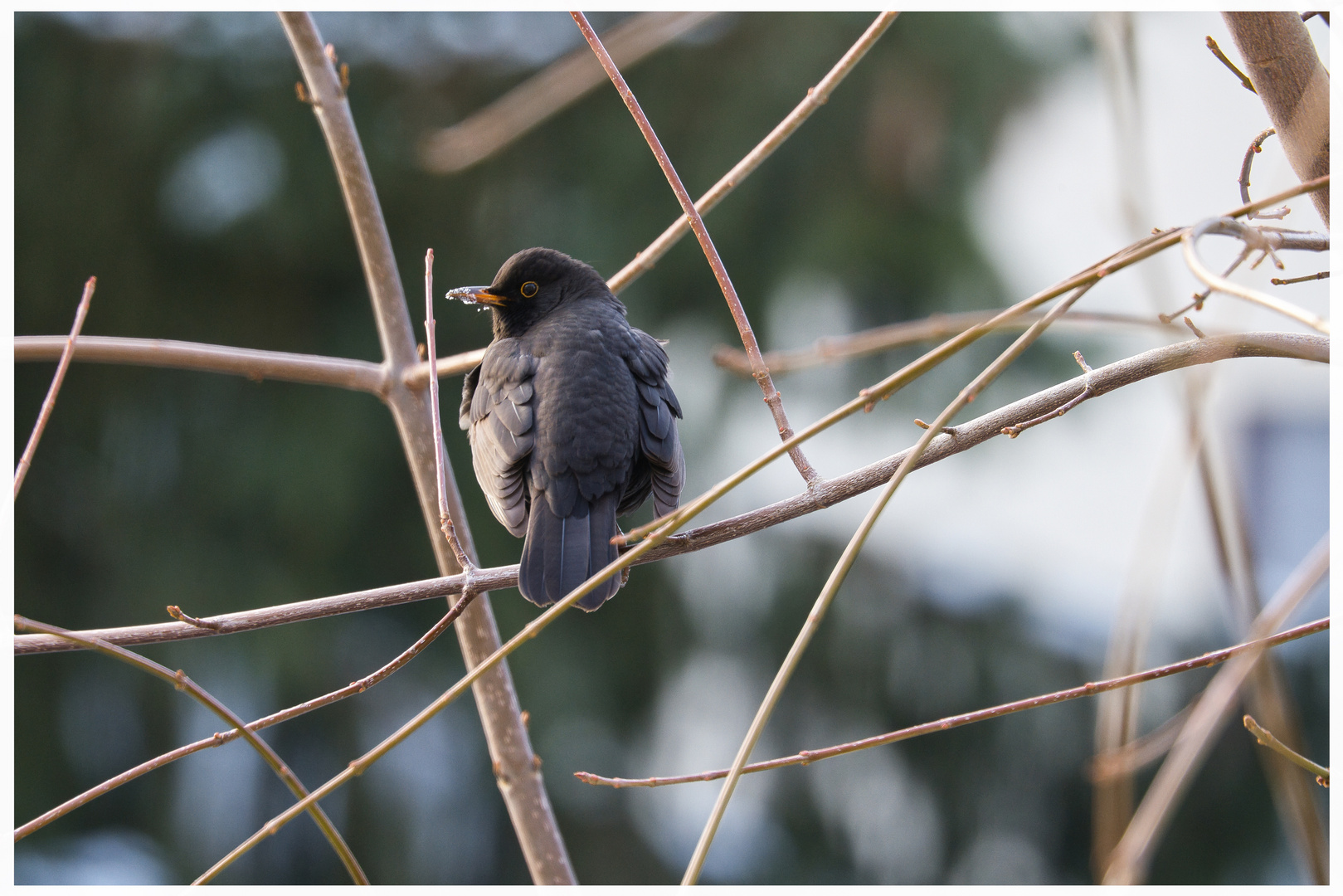 Amsel nach der Mahlzeit