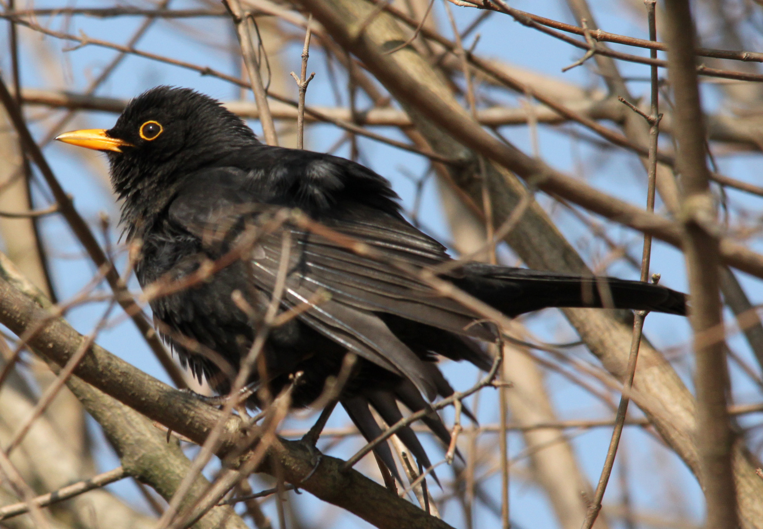 Amsel nach Waschgang