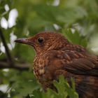 Amsel Nachwuchs