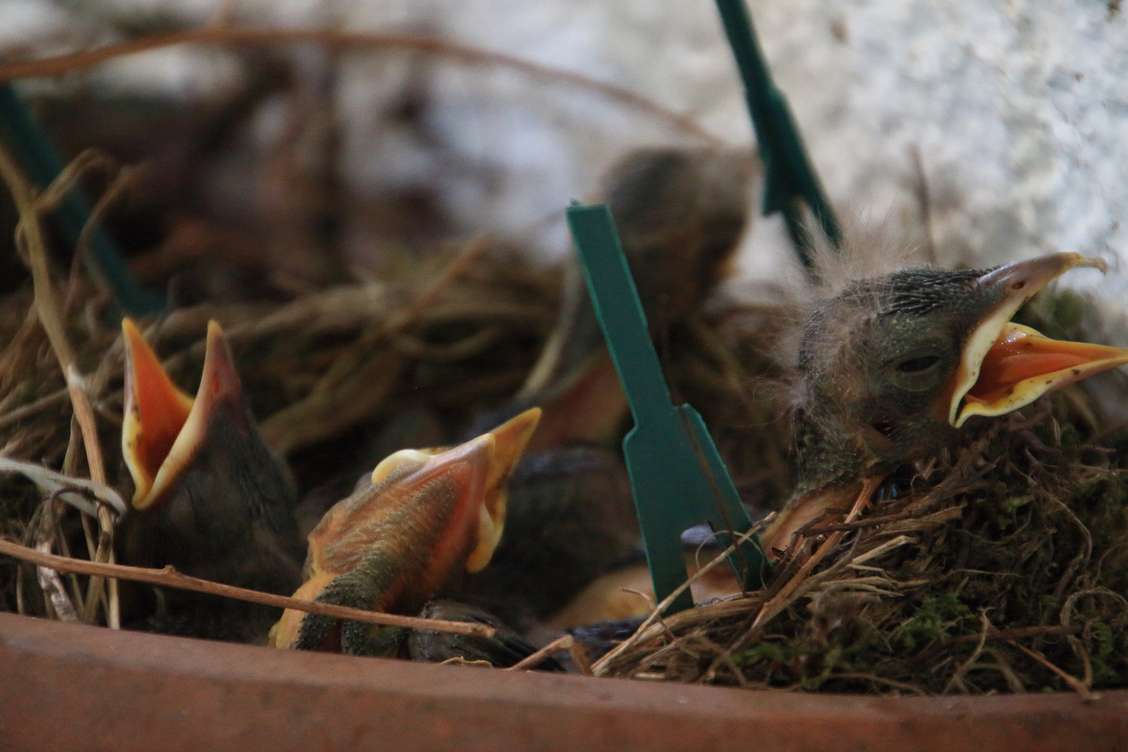 Amsel Nachwuchs