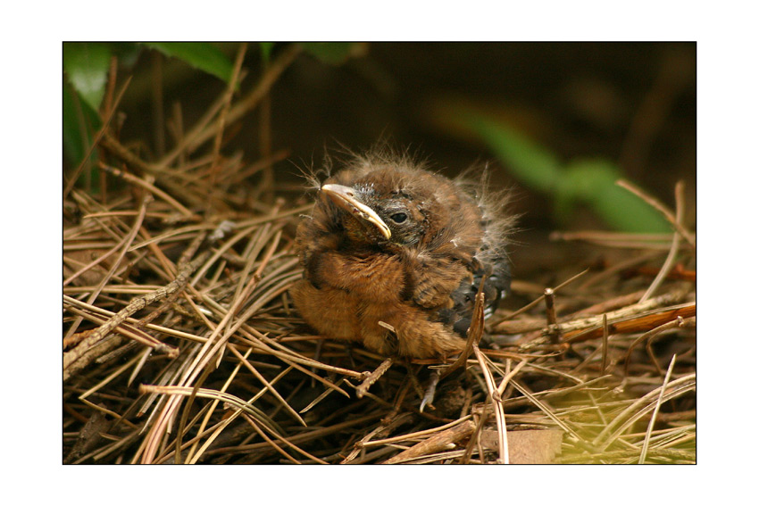 Amsel-Nachwuchs