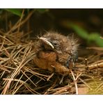 Amsel-Nachwuchs