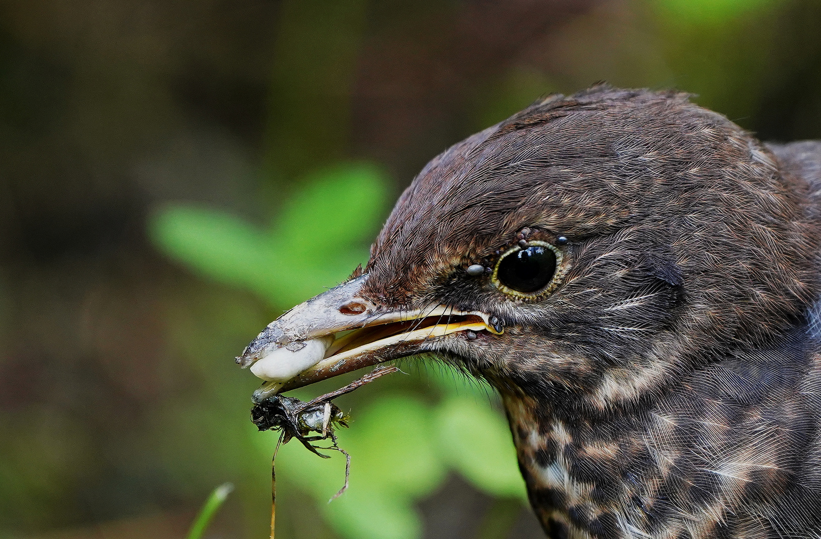 Amsel Nachwuchs.