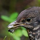 Amsel Nachwuchs.