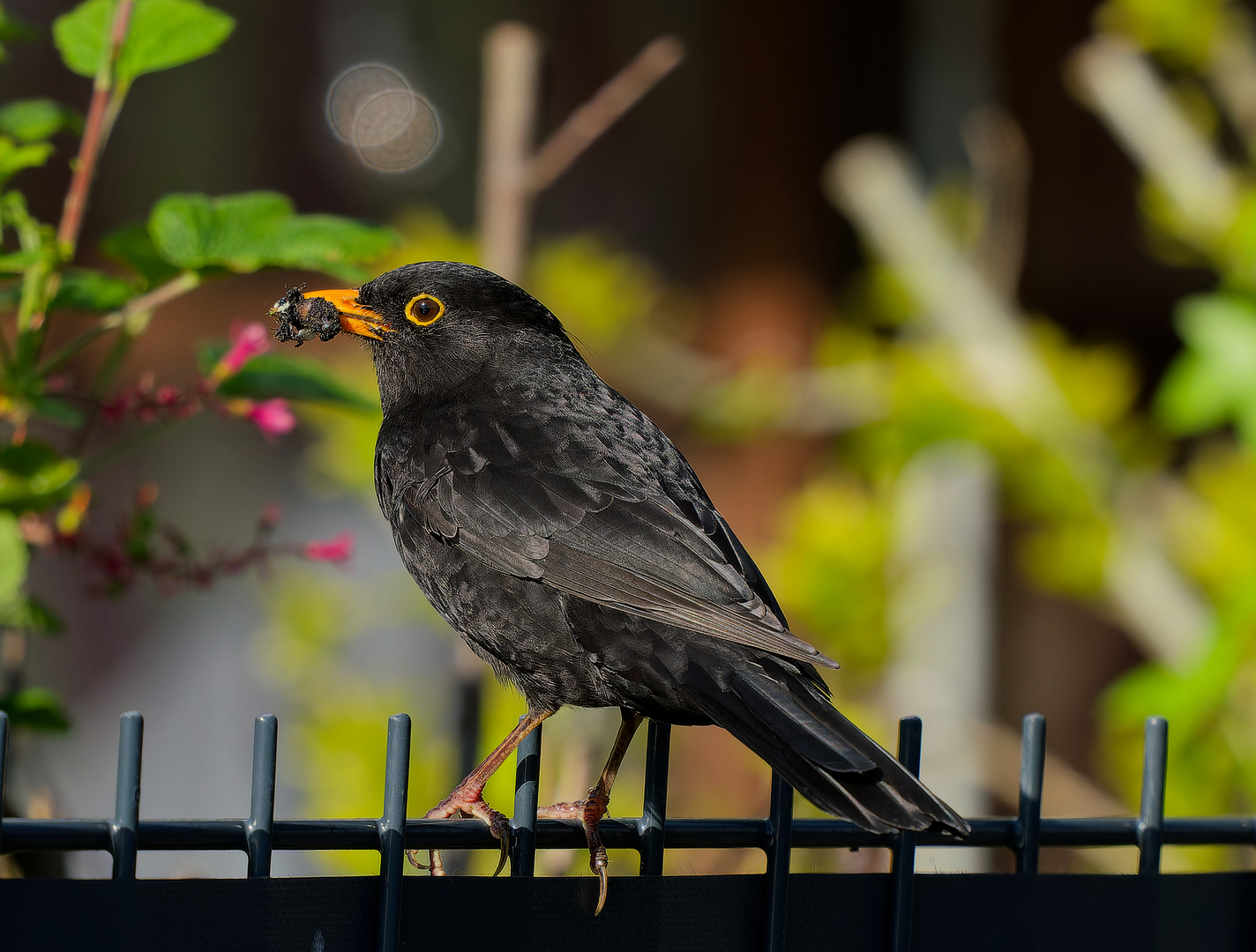 Amsel - Nahporträt am Gartenzaun