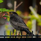 Amsel - Nahporträt am Gartenzaun