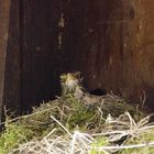 Amsel! natürlich- ich entsinne mich-gehört zur Gattung der Drosseln