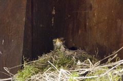 Amsel! natürlich- ich entsinne mich-gehört zur Gattung der Drosseln