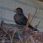 Amsel nest