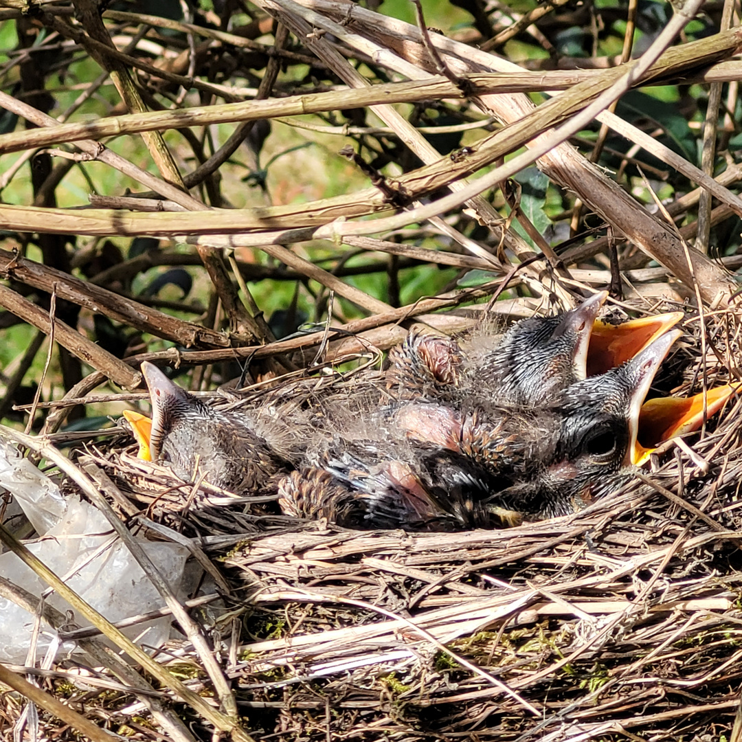 Amsel-Nest