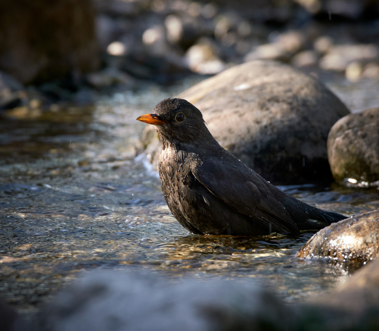 Amsel od. Schwarzdrossel (Turdus merula)