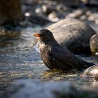 Amsel od. Schwarzdrossel (Turdus merula)