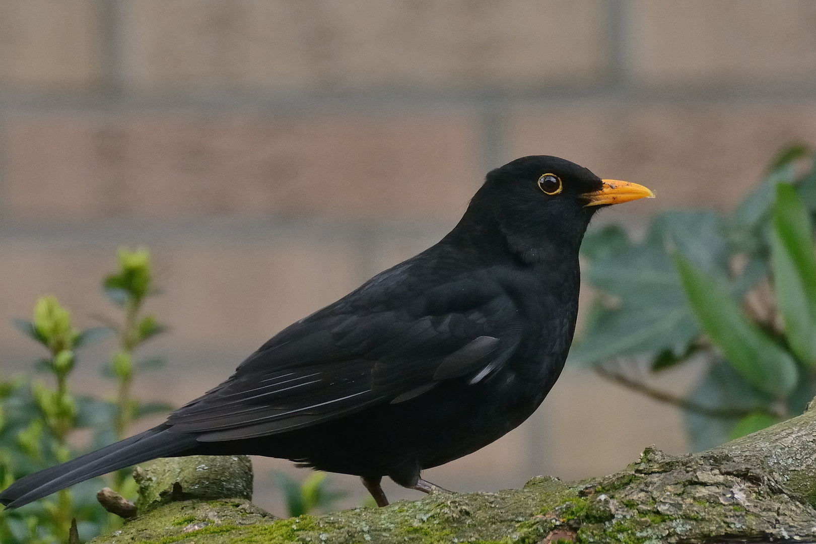 Amsel oder auch Schwarzdrossel genannt