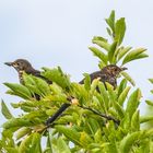 "Amsel oder doch Drossel"???