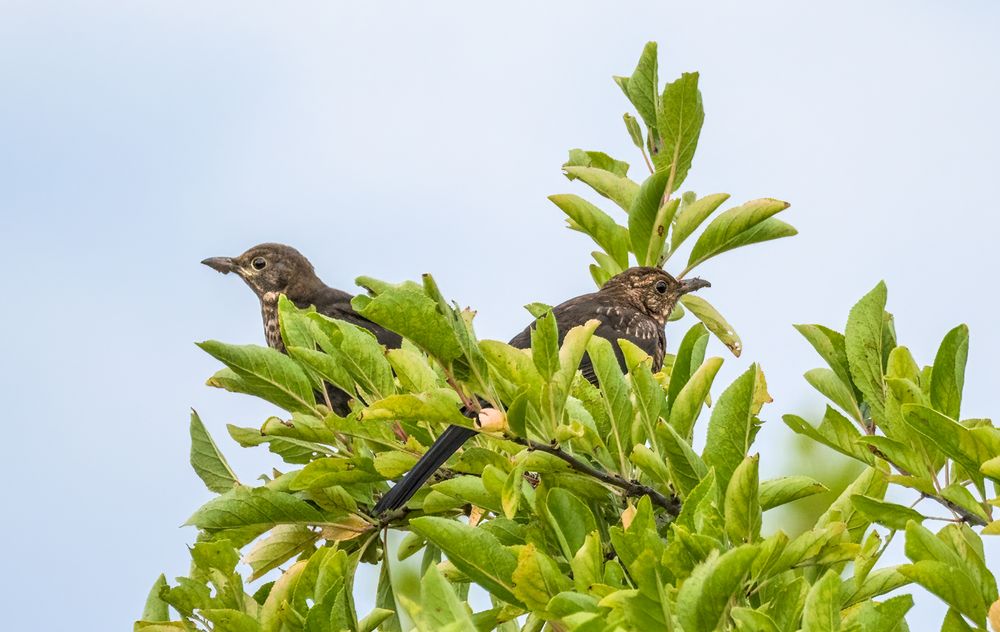 "Amsel oder doch Drossel"???