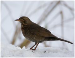 Amsel oder Drossel?