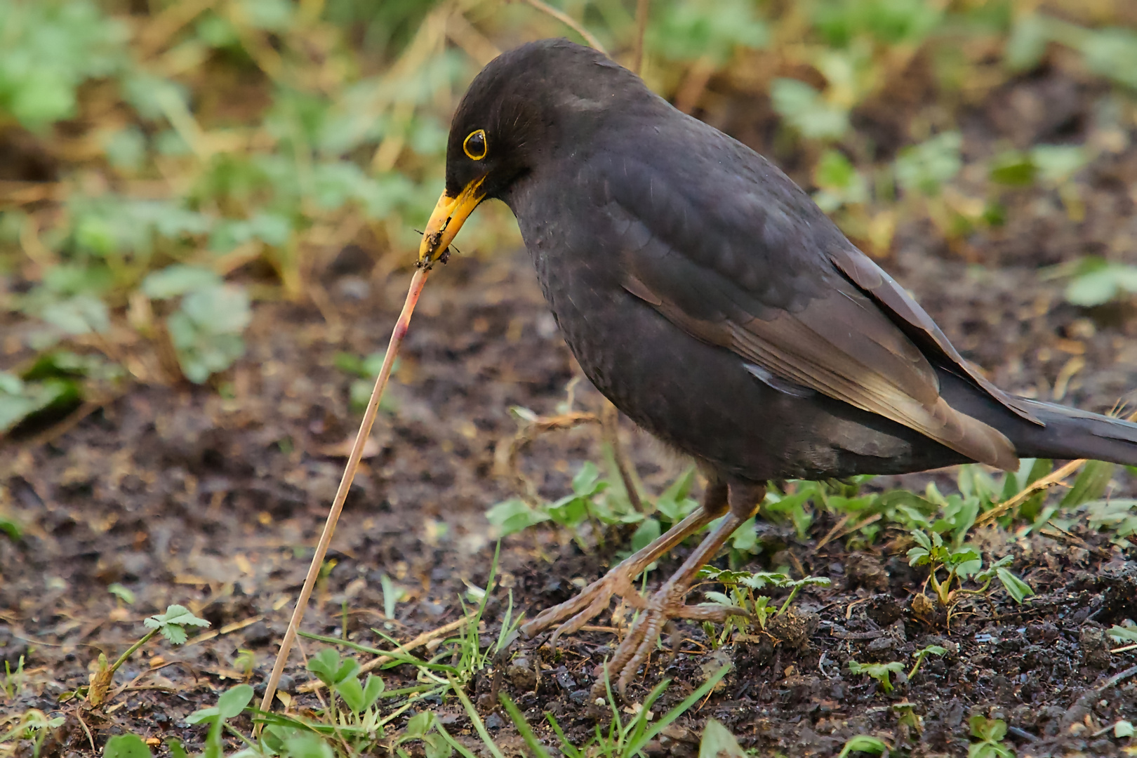 Amsel oder Regenwurm.............