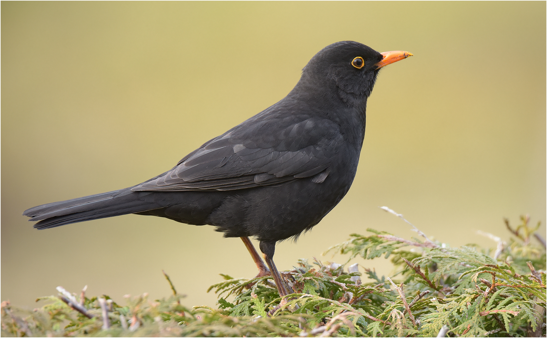 Amsel oder Schwarzdrossel