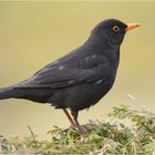 Amsel oder Schwarzdrossel