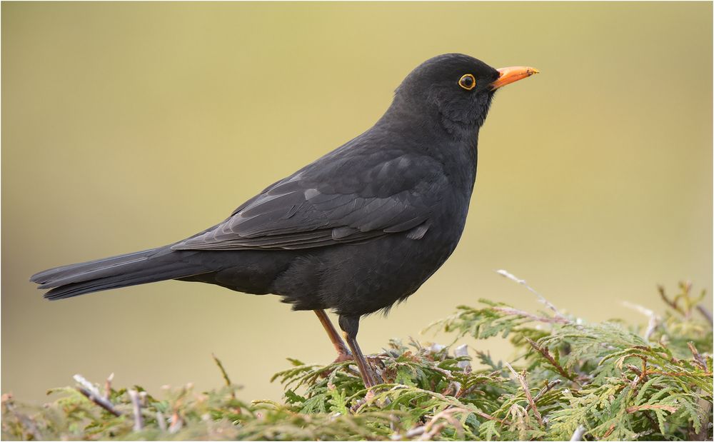 Amsel oder Schwarzdrossel